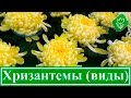 Виды и сорта хризантем