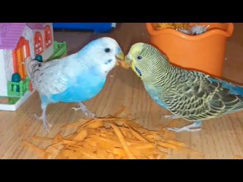Birds (parrots/parakeets) eating carrot