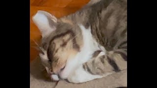 The Dreamer #adoptedcats   #catlover   #nomnom   #tabbycat   #cat   #catvideos  #cute  #catbehavior by TabbyNomNom 178 views 8 days ago 5 minutes