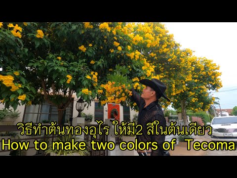 วิธีทำให้ต้นทองอุไร มีสองสี เพิ่มความสวยงามขึ้นไปอีก /how to make 2 colors of tecoma tree
