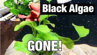 A GREAT RESULT! *Here’s How I BEAT BLACK ALGAE!*