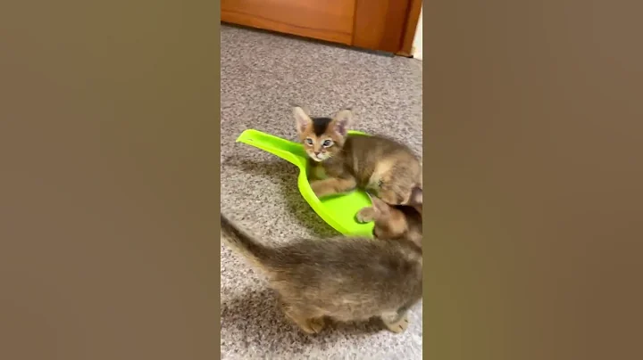 Video 9245581: chausie cat, exotic kitten