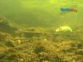 Underwater Filming of Fish
