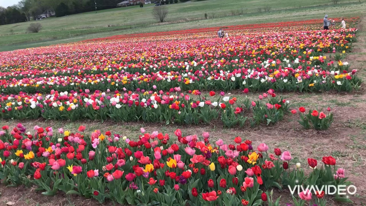 Tulip Flowers Farm Burnside Farms Nokesville,Virginia USA YouTube