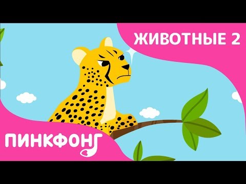 Гепард Чита Бэнг Бэнг | Песни Про Животных | Пинкфонг Песни Для Детей