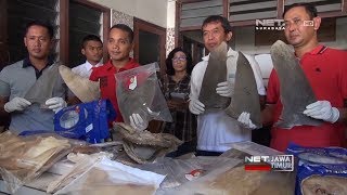 NET. JATIM - POLISI UNGKAP PERDAGANGAN SIRIP HIU ILEGAL