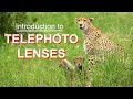 Photography School #12: Telephoto Lenses