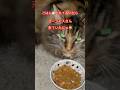 ゴージャスさんごはん食べに来たにゃ😸#cat#short#shorts #癒し#ねこ#猫動画