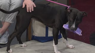 LASPCA | Ways to enrich your pet’s life