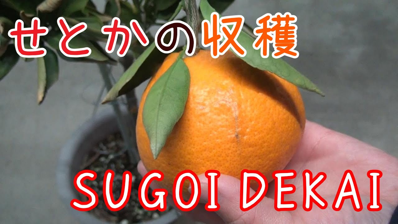 Garden 030 Setoka Harvest SUGOIDEKAI Cutting Results - YouTube