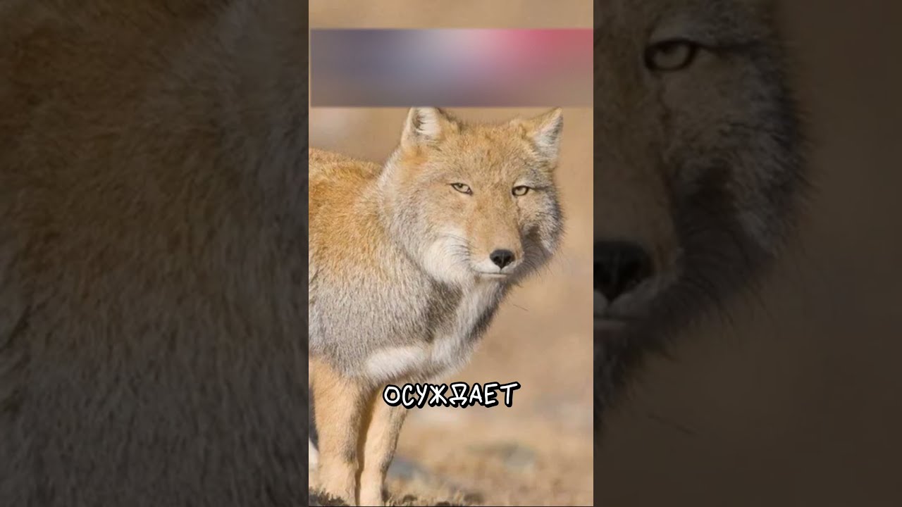 Тибетская Лисица vs Манул 😐