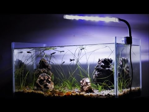 nano aquarium einrichten No CO2 No Filter No Fertilizer Planted Aquarium for Guppy