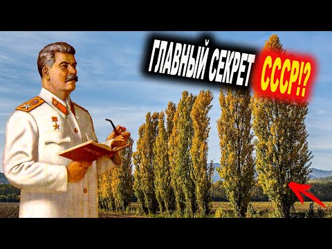 Почему в СССР всюду высаживали тополя 