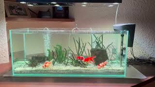 Attrezzatura / Equipment per acquario / tank 160 litri Oranda goldfish