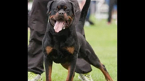 World's most expensive rottweilers who changed the...