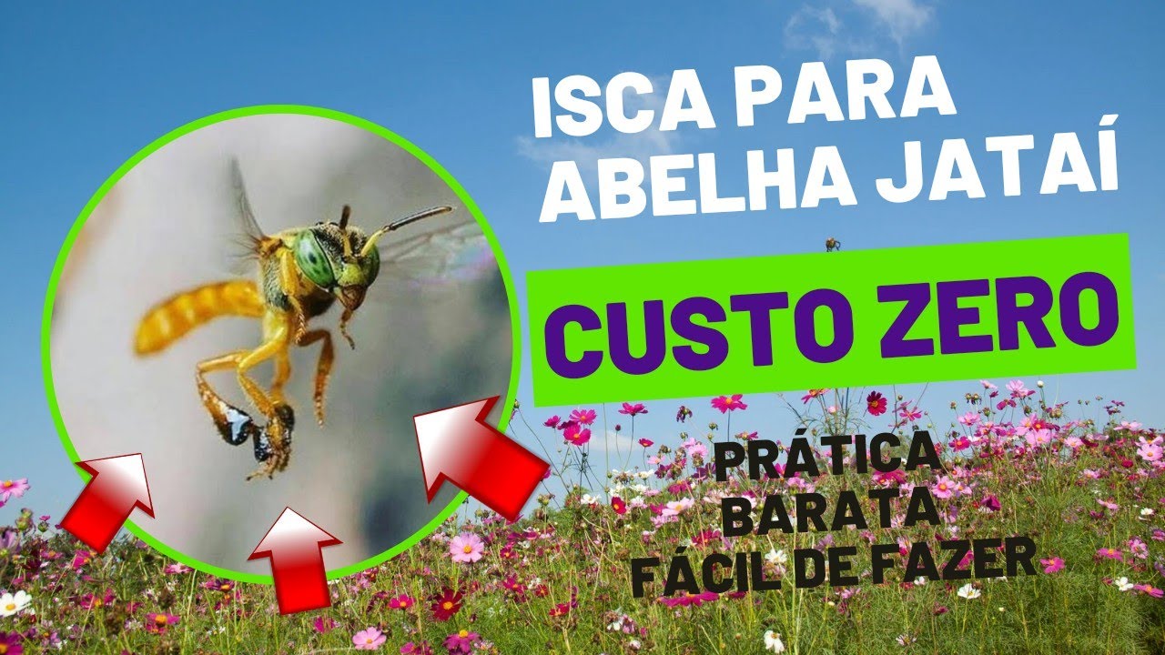 Abelha Jataí, isca de captura fácil,  prática e barata.
