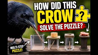 How Can Crows Solve Multi-Step Puzzles 🐦🧩