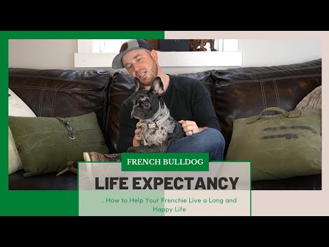 French Bulldog Life Expectancy: . How to Help Your Frenchie Live a Long and Happy Life