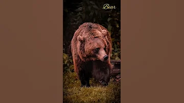 Bear Sound Effect 