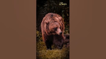Thumbnail of Bear sound effect