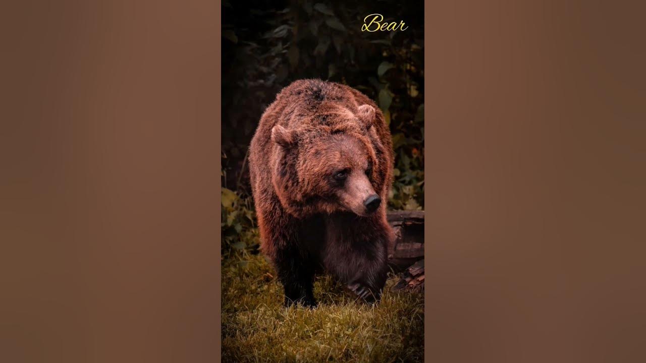 Bear sound effect