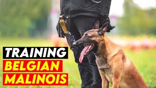 7 Most Effective Tactics For Training Your Belgian Malinois by Amazing Dogs 398 views 6 months ago 10 minutes, 22 seconds