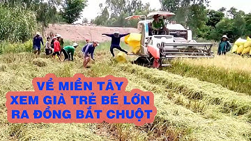 Về Miền Tây săn chuột đồng mùa gặt cùng thưởng thức đặc sản chuột đồngl Mùa nước nổi Miền Tây T3
