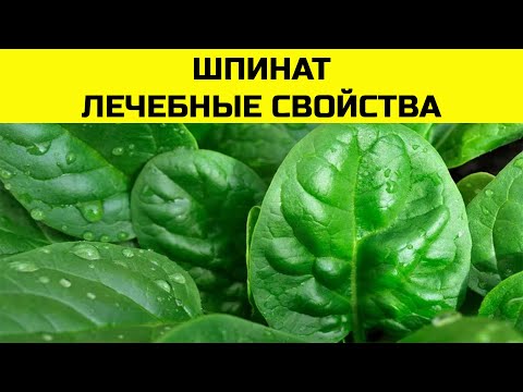 ШПИНАТ - король зелени! Лечебные свойства шпината и противопоказания к употреблению.