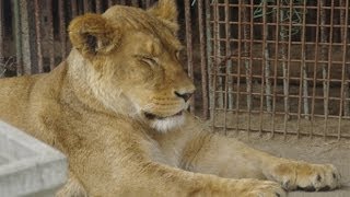 札幌から那須サファリパークへの行程