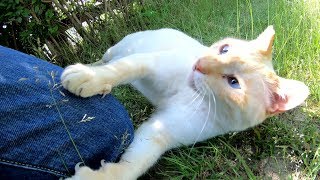 凶暴な猫を大人しくさせる方法
