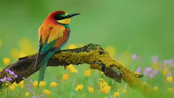 Birds crippling sound with flute music| Morning Meditation sound|Relaxing flute music|Nature videos