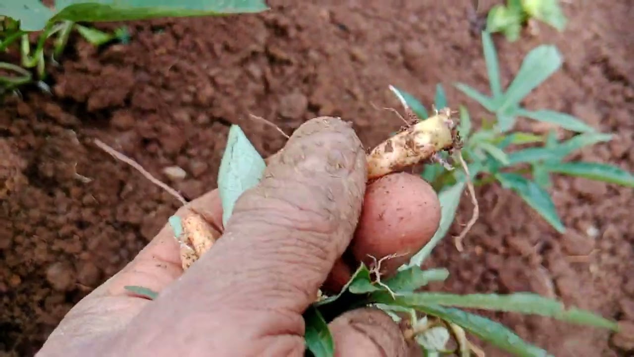 metode awal antisipasi hama boleng agar tidak menyerang ubi kita