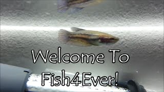 Welcome To My Channel!  Fish4Ever