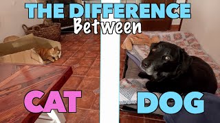 The difference between living with a Cat and a Dog