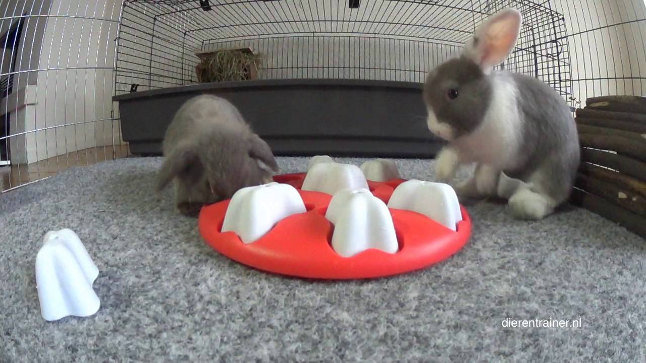 grip operator Vooruitgang Intelligentiespellen voor konijnen – Intratuin