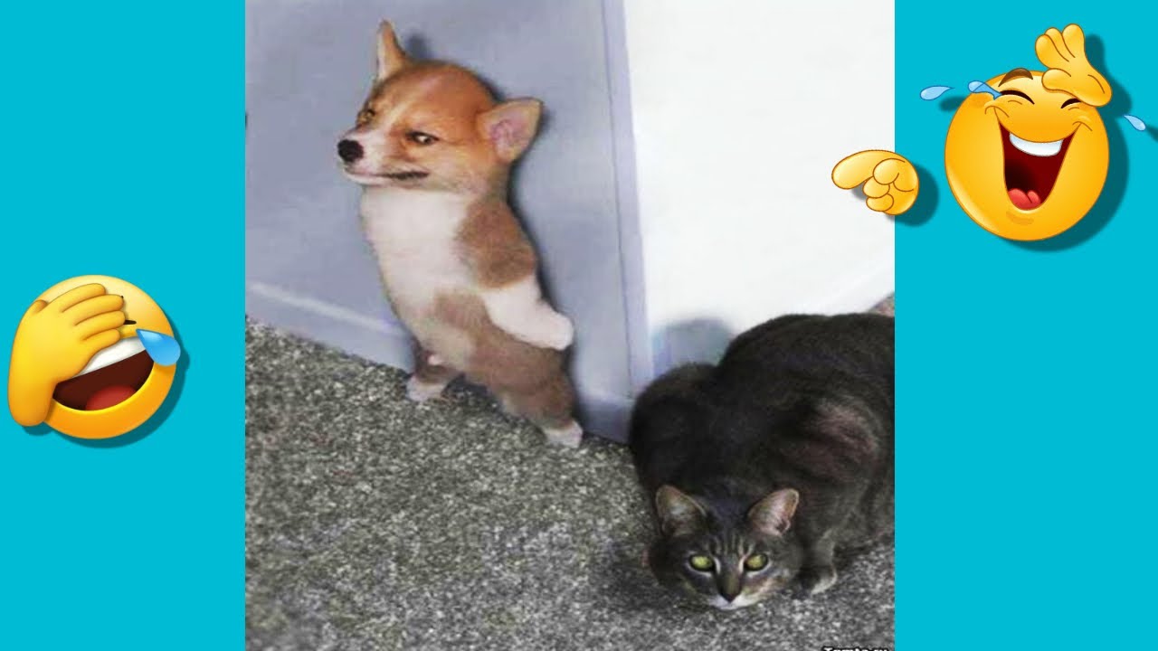 Hilarious Cats and Dogs Doing Silly Things :Funny Cat Compilation 2025 ...