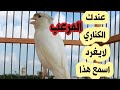 تحفيز الكناري على الغناء chant de canari