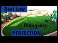 REEL LOW Kentucky Bluegrass PERFECTION