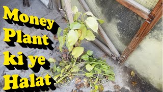 Money Plant Growing Tips | Money Plant in Soil | Money Plant Aerial Roots