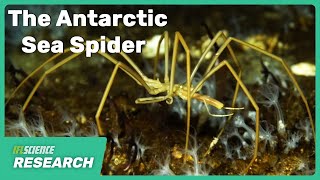 Where Do Antarcticas Giant Sea Spiders Come From?