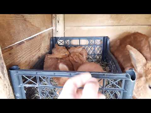 დედა ბოცვრის კვება