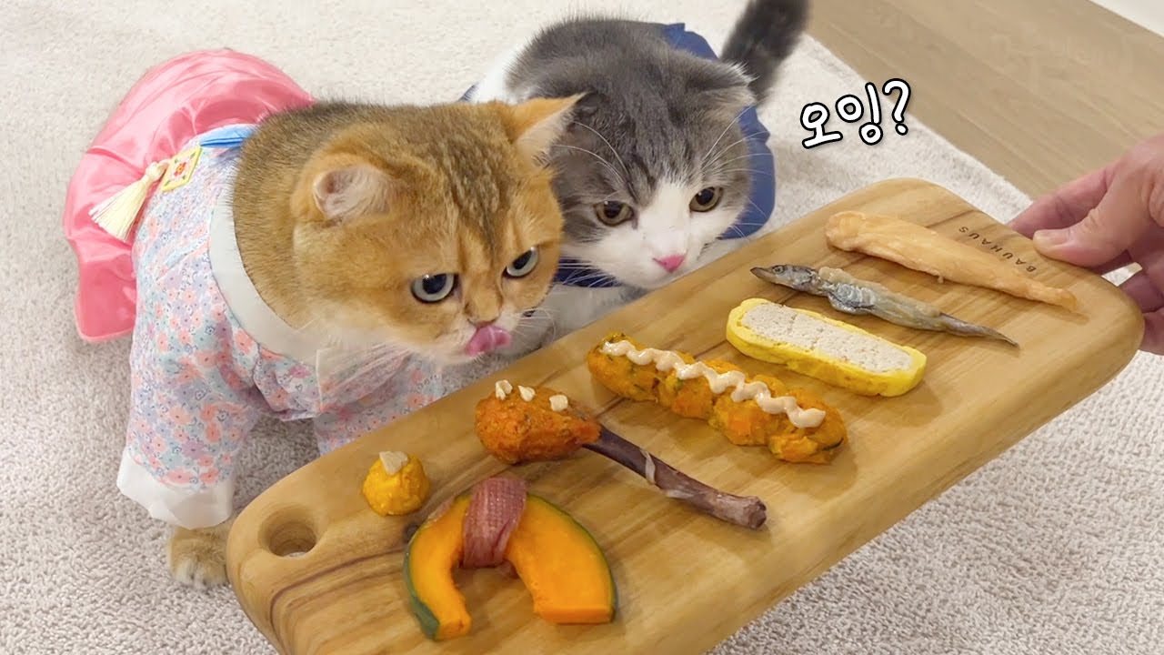 Я готовила для своих кошек, но их реакция меня шокировала!