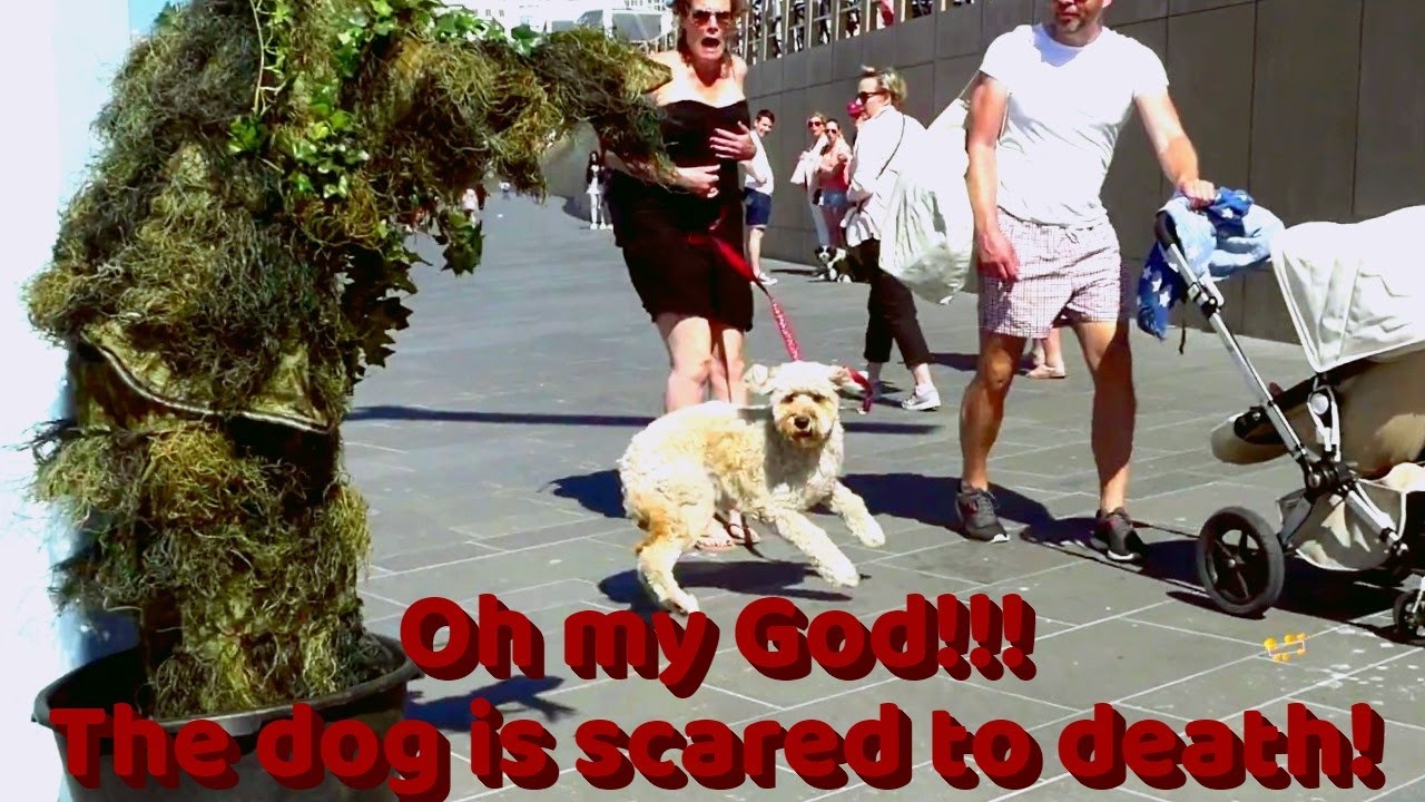 Very funny pranks. It's worth a look! These are the best pranks, the