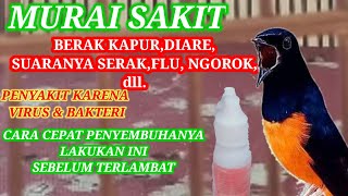 Murai Sakit berak Kapurserakflu Ini Solusinya