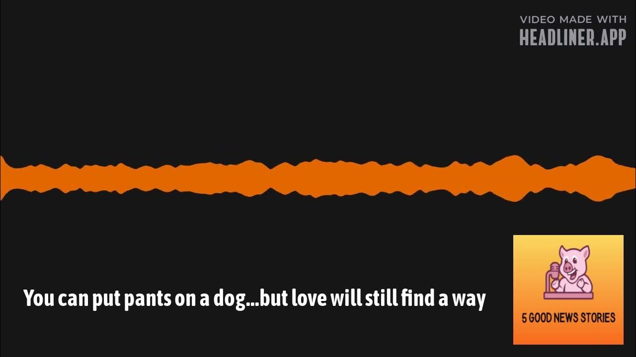 you-can-put-pants-on-a-dog-but-love-will-still-find-a-way-5-good