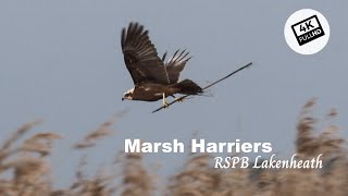 Nature short : nesting Marsh harriers at RSPB Lakenheath fen