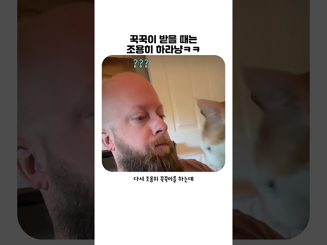 꾹꾹이 에티켓을 알려주는 냥냥이ㅋㅋㅋ #고양이 #냥냥이 #웃긴영상