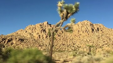 Joshua Tree Coyotes
