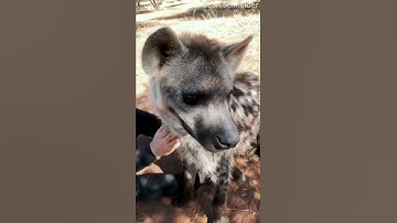 SCRATCHING A HYENA! 😲 #shorts