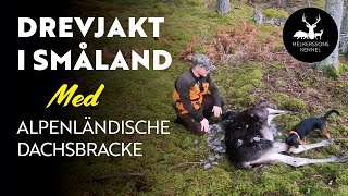 DREVJAKT I SMÅLAND | MED ALPENLÄNDISCHE DACHSBRACKE